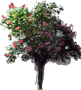 Red Horse Chestnut